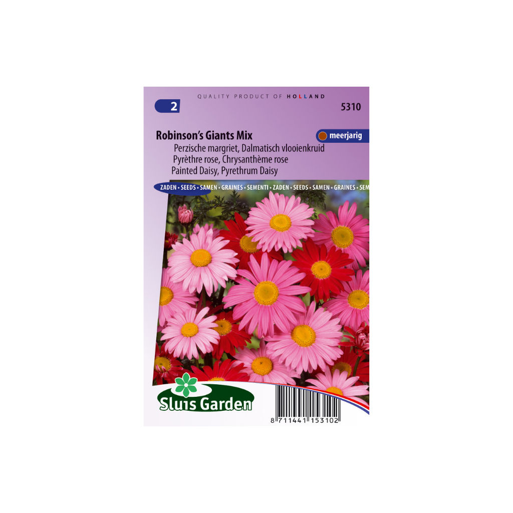 Pyrethrum hybride Robinson's Giants Mix