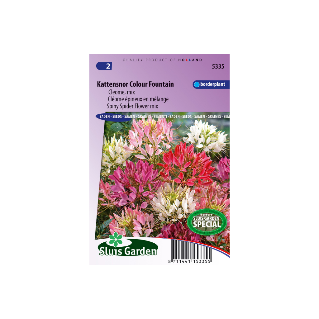 Cleome spinosa Colour Fountain mix