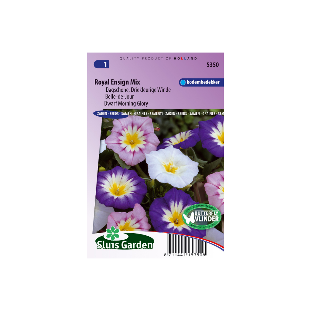 Convolvulus tricolor Choice Mixed