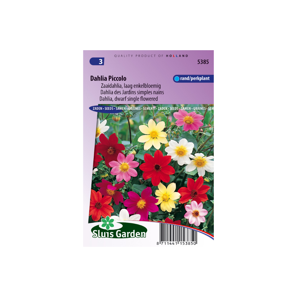 Dahlia variabilis Piccolo Mignon Mixed