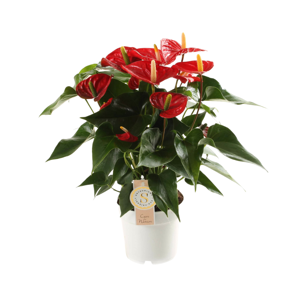 Flamingoplant (Anthurium Red Champion) H 50 ø 14 cm