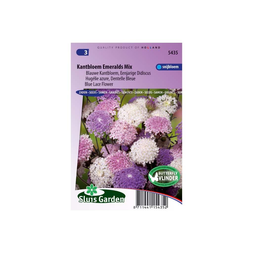 Didiscus Lace Mixture