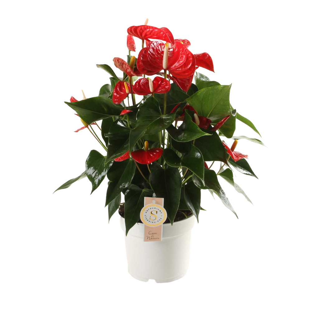 Flamingoplant (Anthurium Red Champion) H 60 ø 17 cm