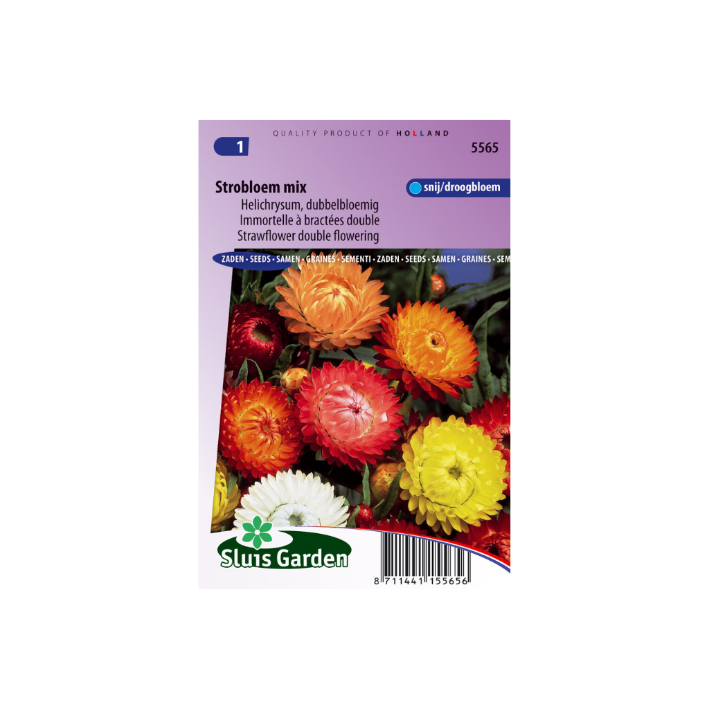 Helichrysum bracteatum Double Mixed