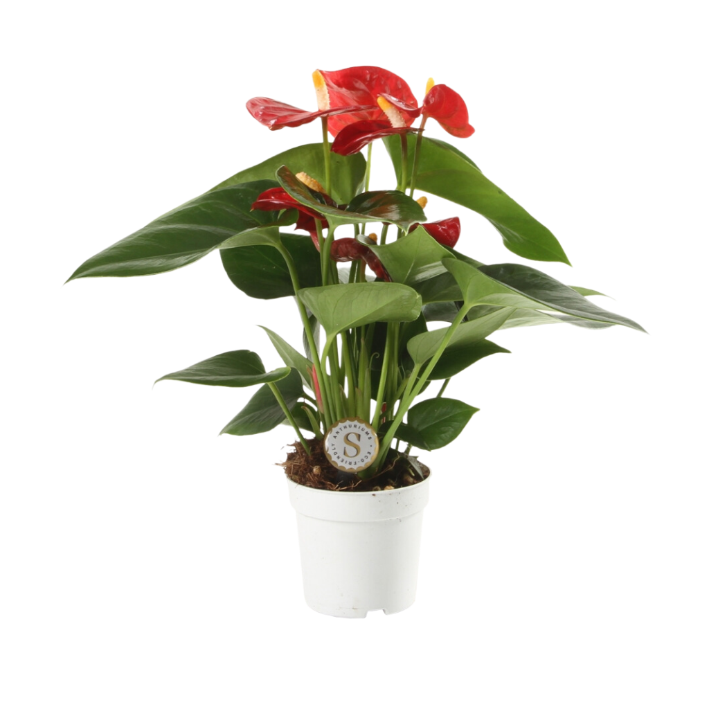 Flamingoplant (Anthurium Red Champion) H 25 ø 7 cm