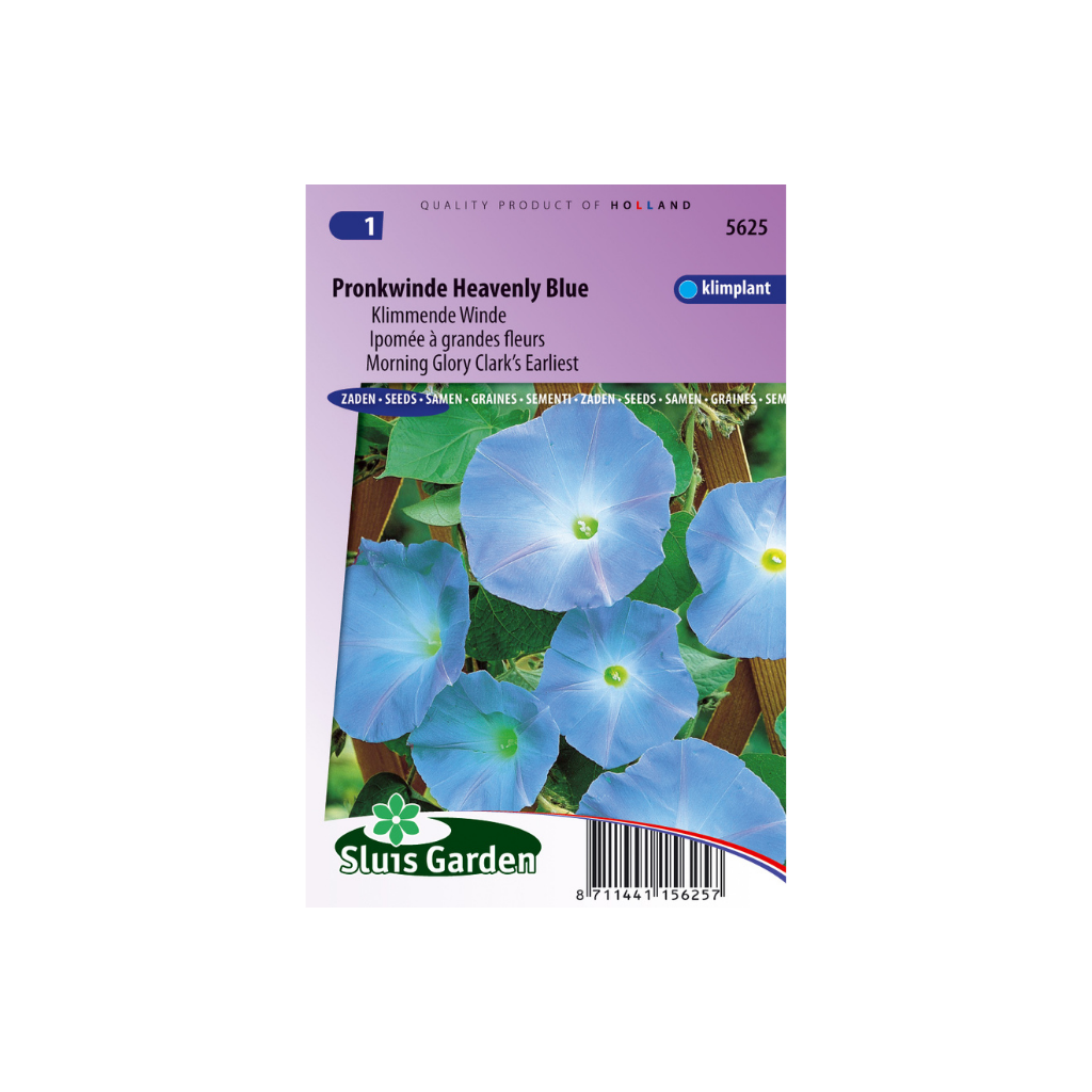 Ipomoea rubricoerulea Clark's Blue