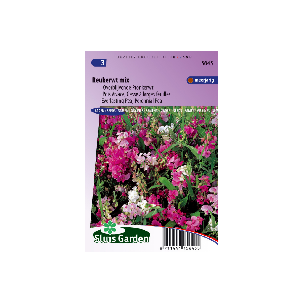 Lathyrus latifolius Choice Mixed