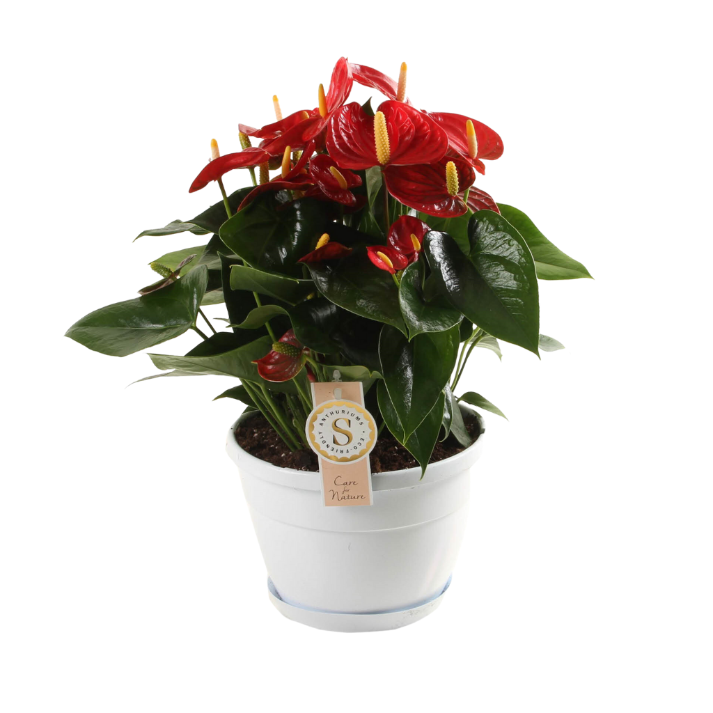 Flamingoplant (Anthurium Red Champion) H 65 ø 21 cm