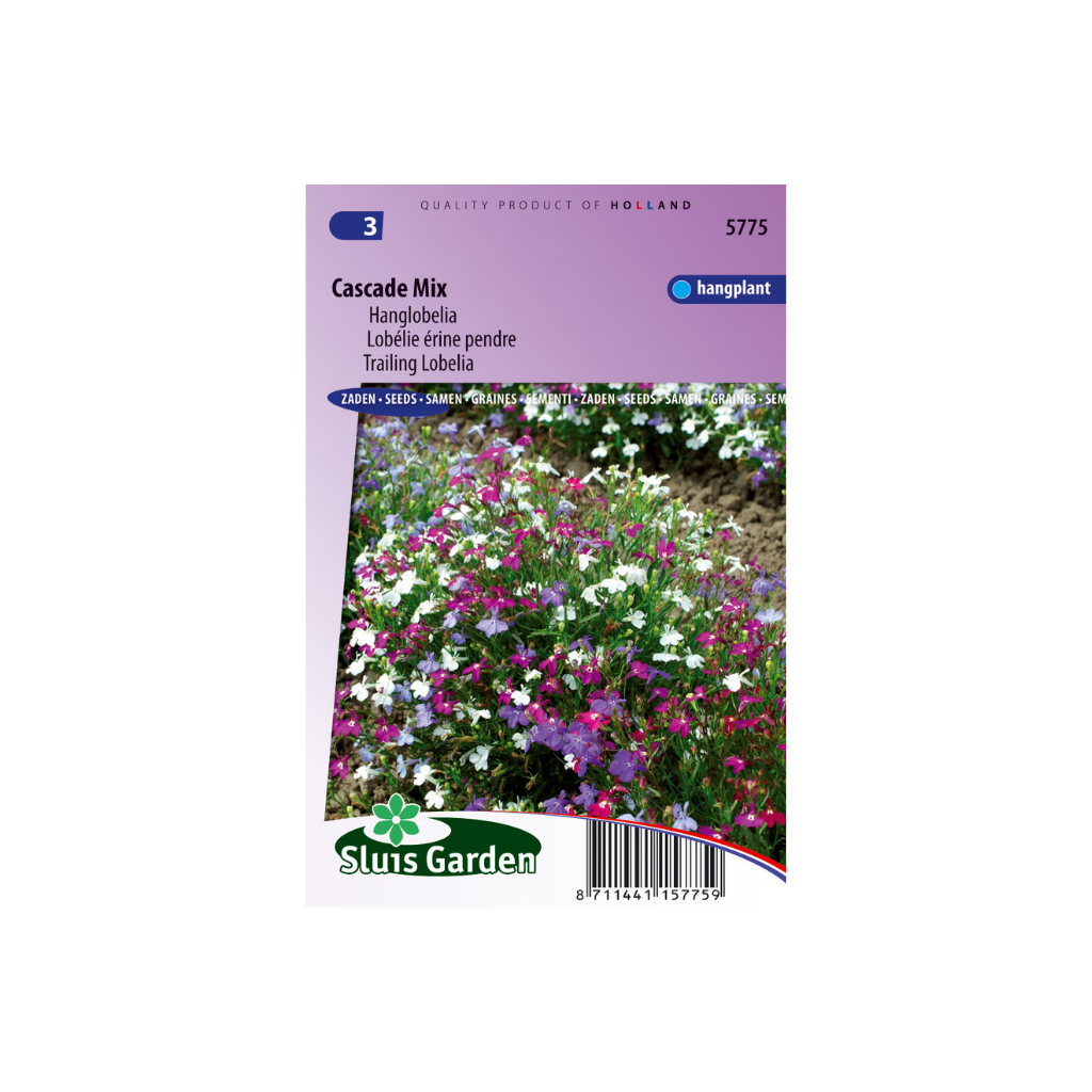 Lobelia pendula Cascade Mixed