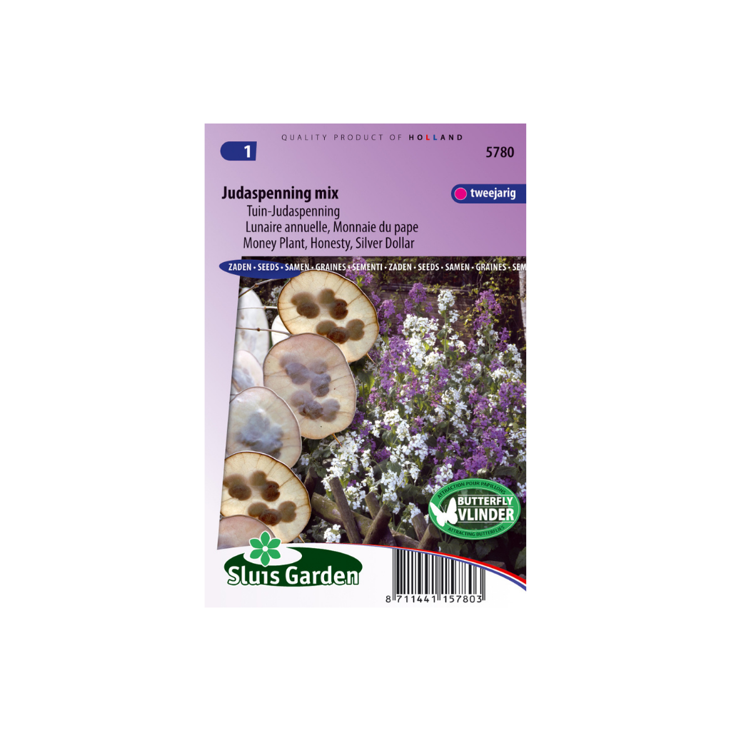 Lunaria biennis annua Choice Mixed