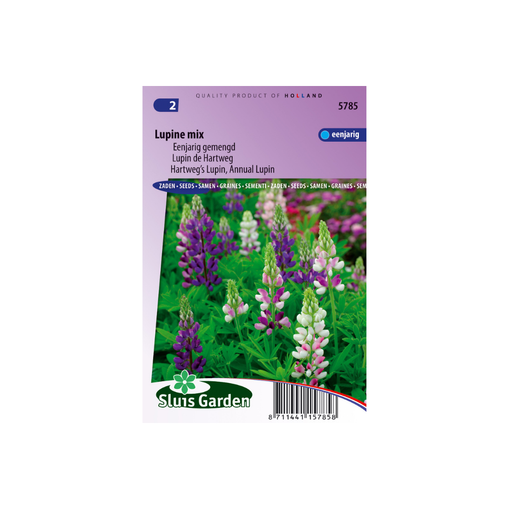 Lupinus hartwegii Giantflowered Mix