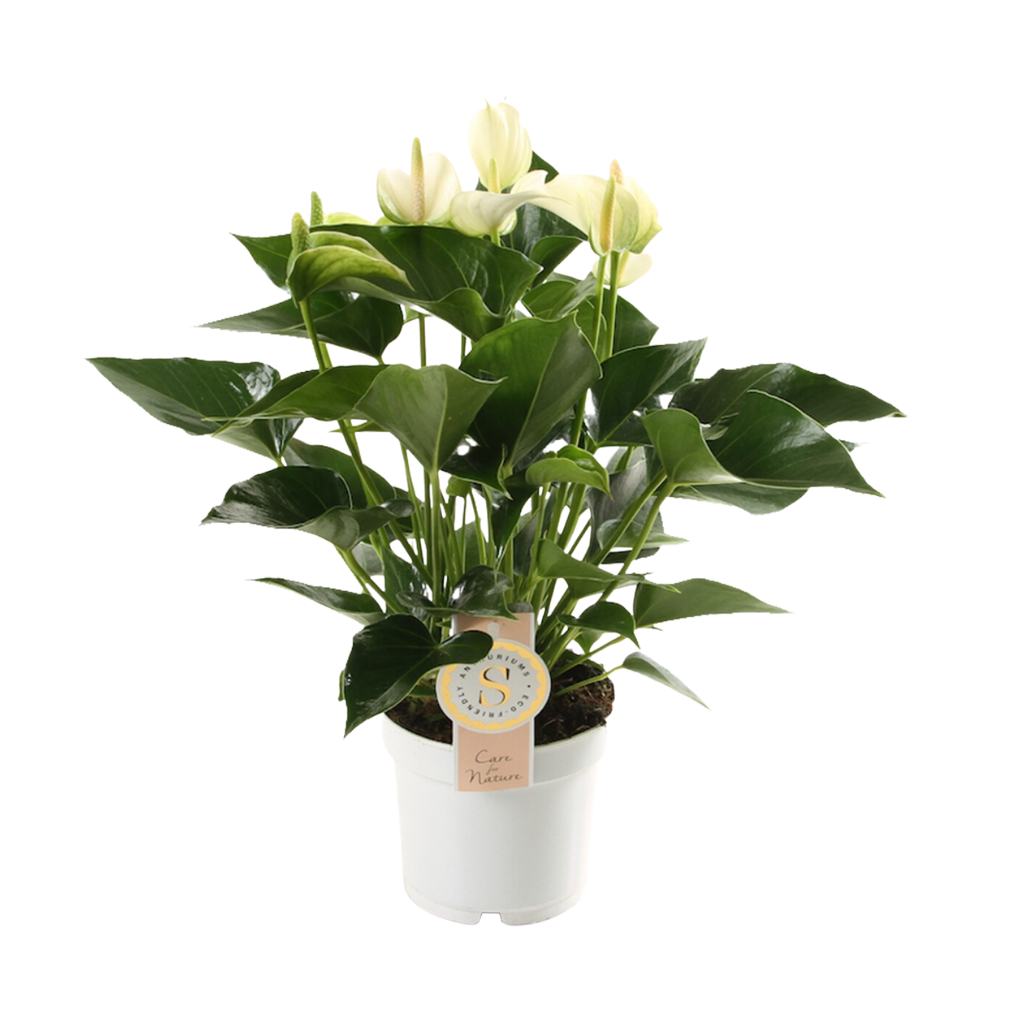 Flamingoplant (Anthurium White Champion) H 40 ø 12 cm