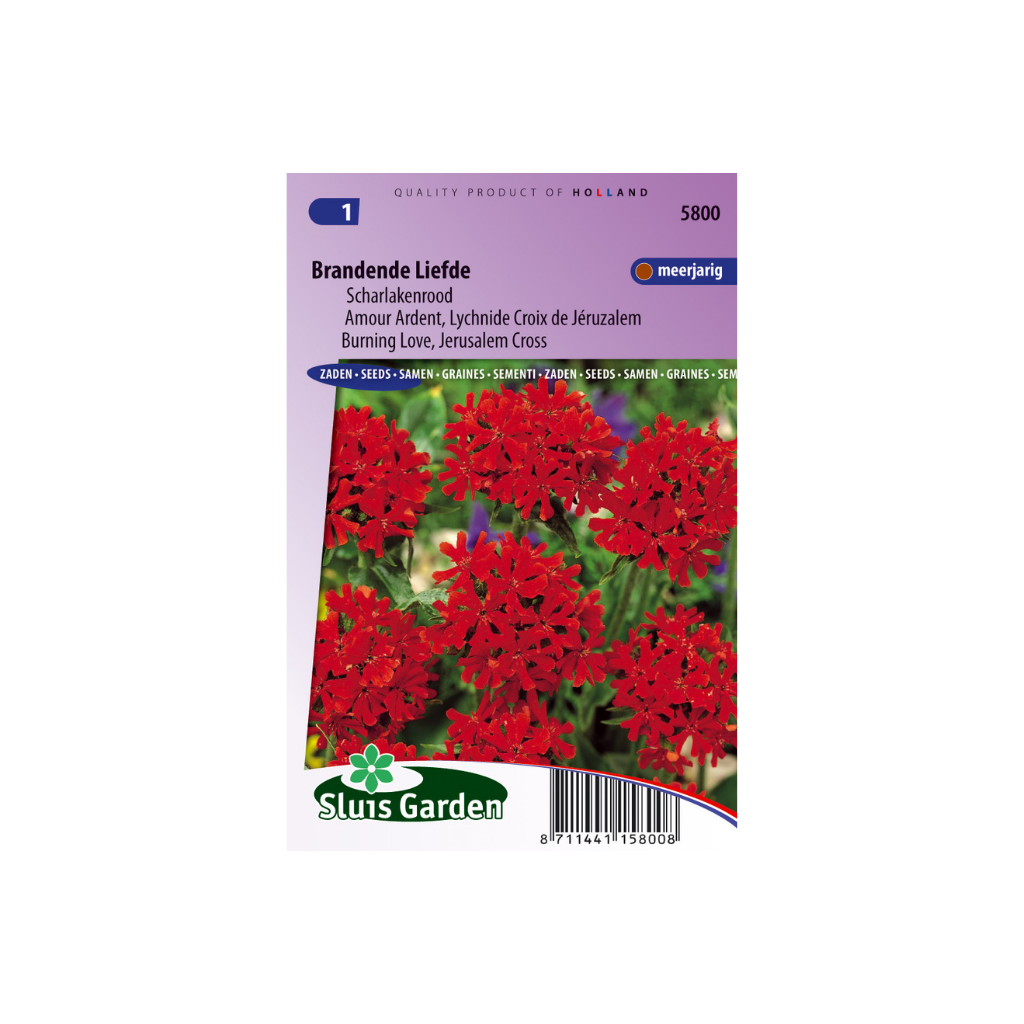 Lychnis chalcedonica Scarlet