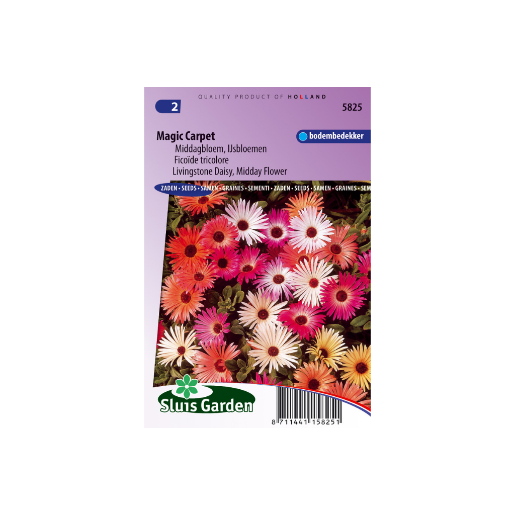 Dorotheanthus bell. Magic Carpet mix