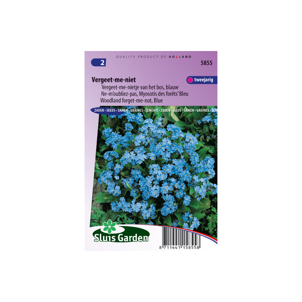 Myosotis sylvatica Indigo Blue