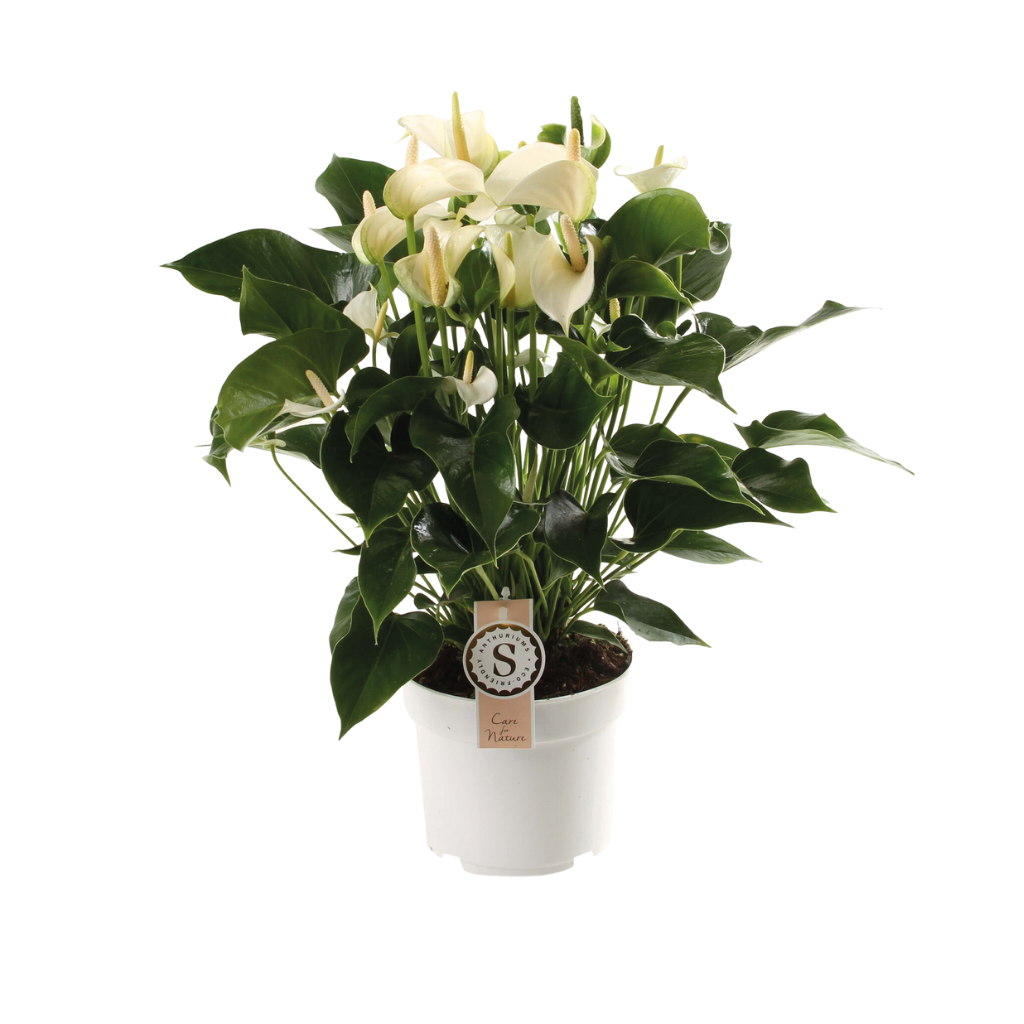 Flamingoplant (Anthurium White Champion) H 60 ø 17 cm
