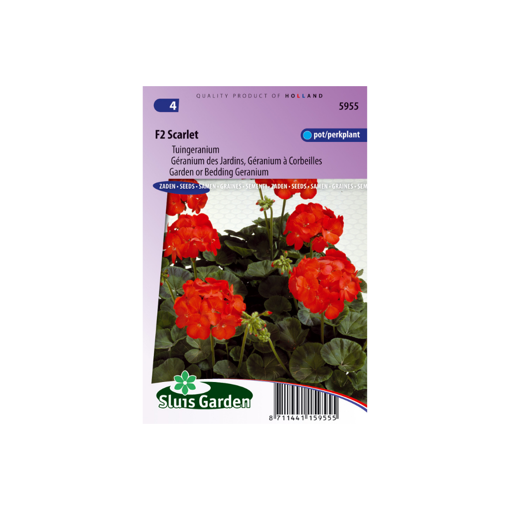 Pelargonium F2 Scarlet