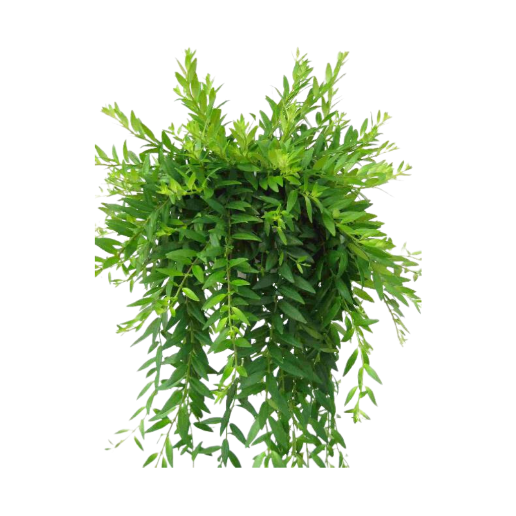 Lipstickplant (Aeschynanthus Japhrolepis) H 30 ø 17 cm