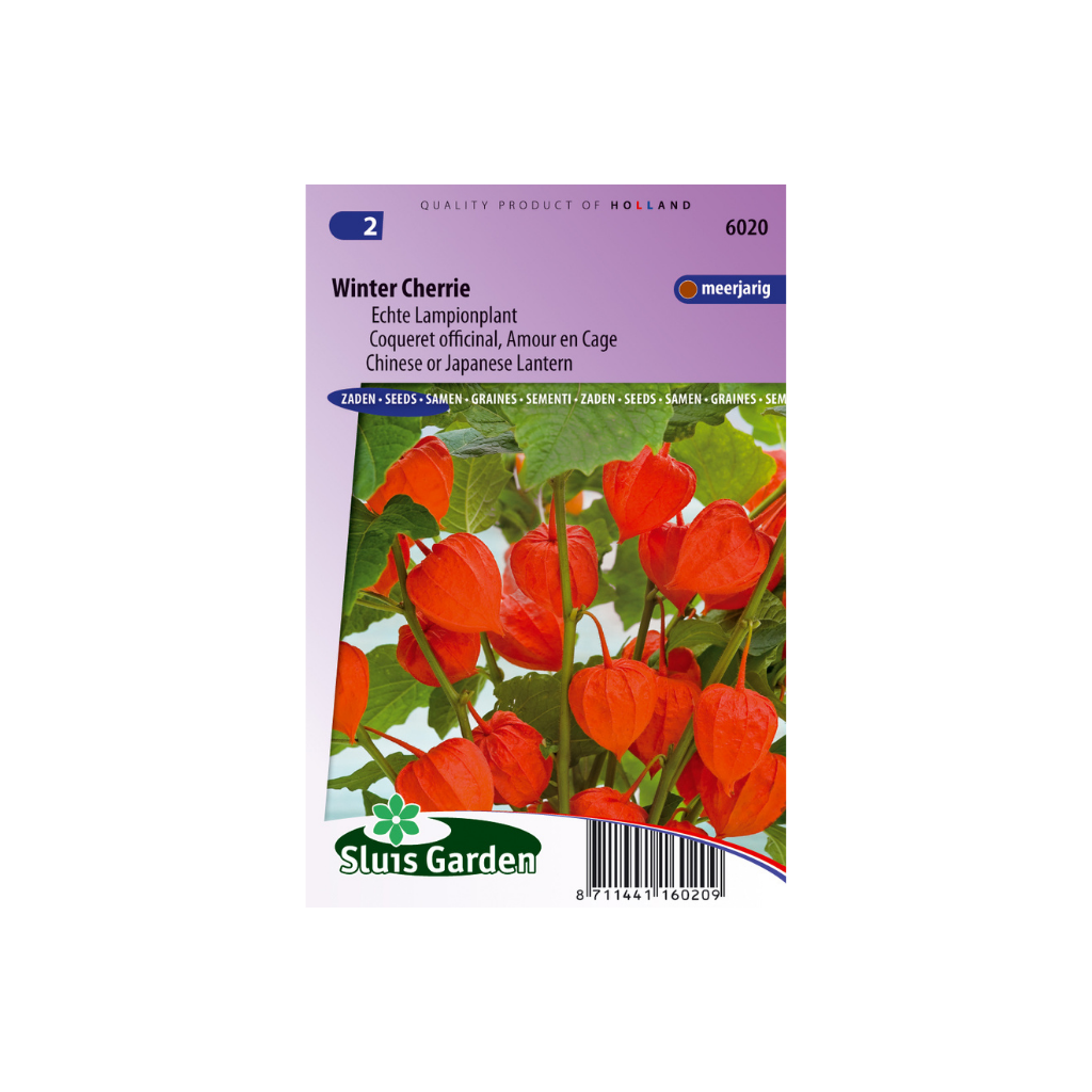 Physalis franchetii Winter Cherry