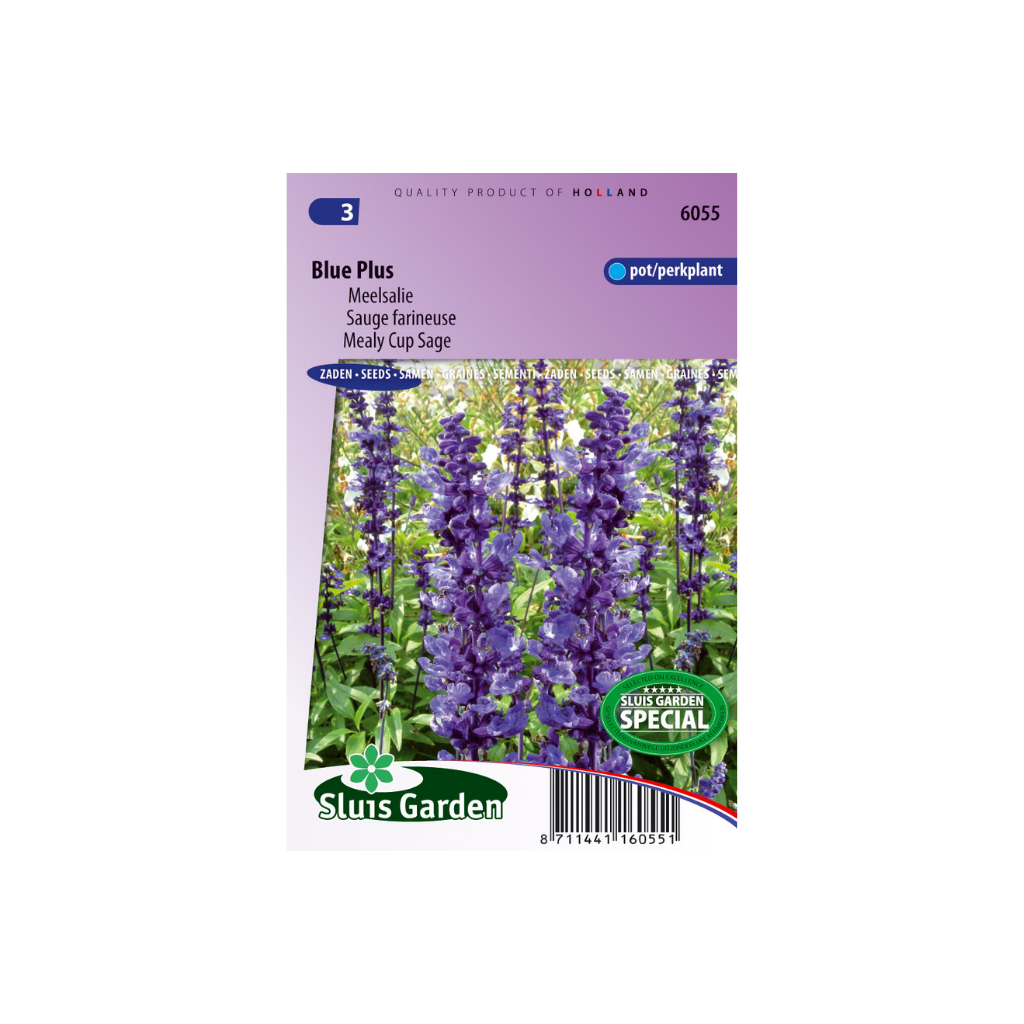 Salvia farinacea Blue Plus