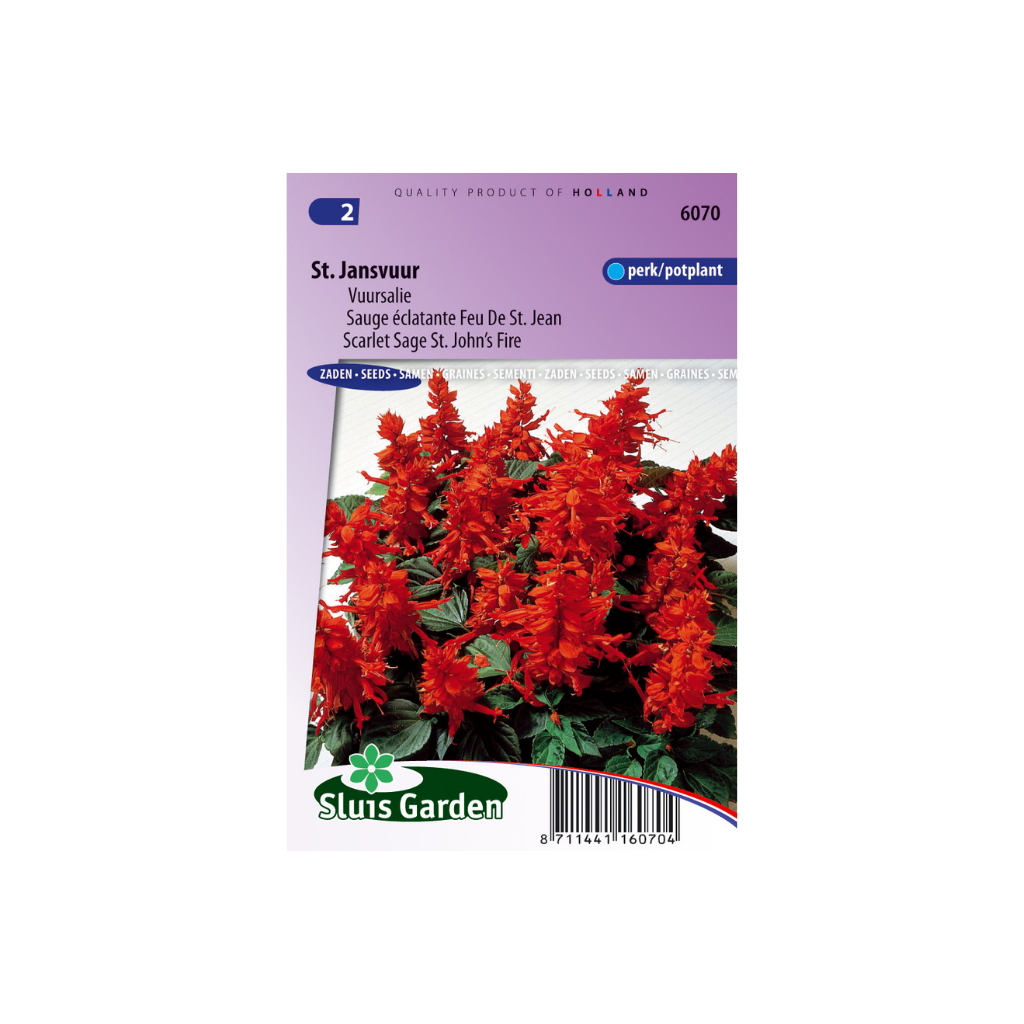 Salvia splendens St. John's Fire