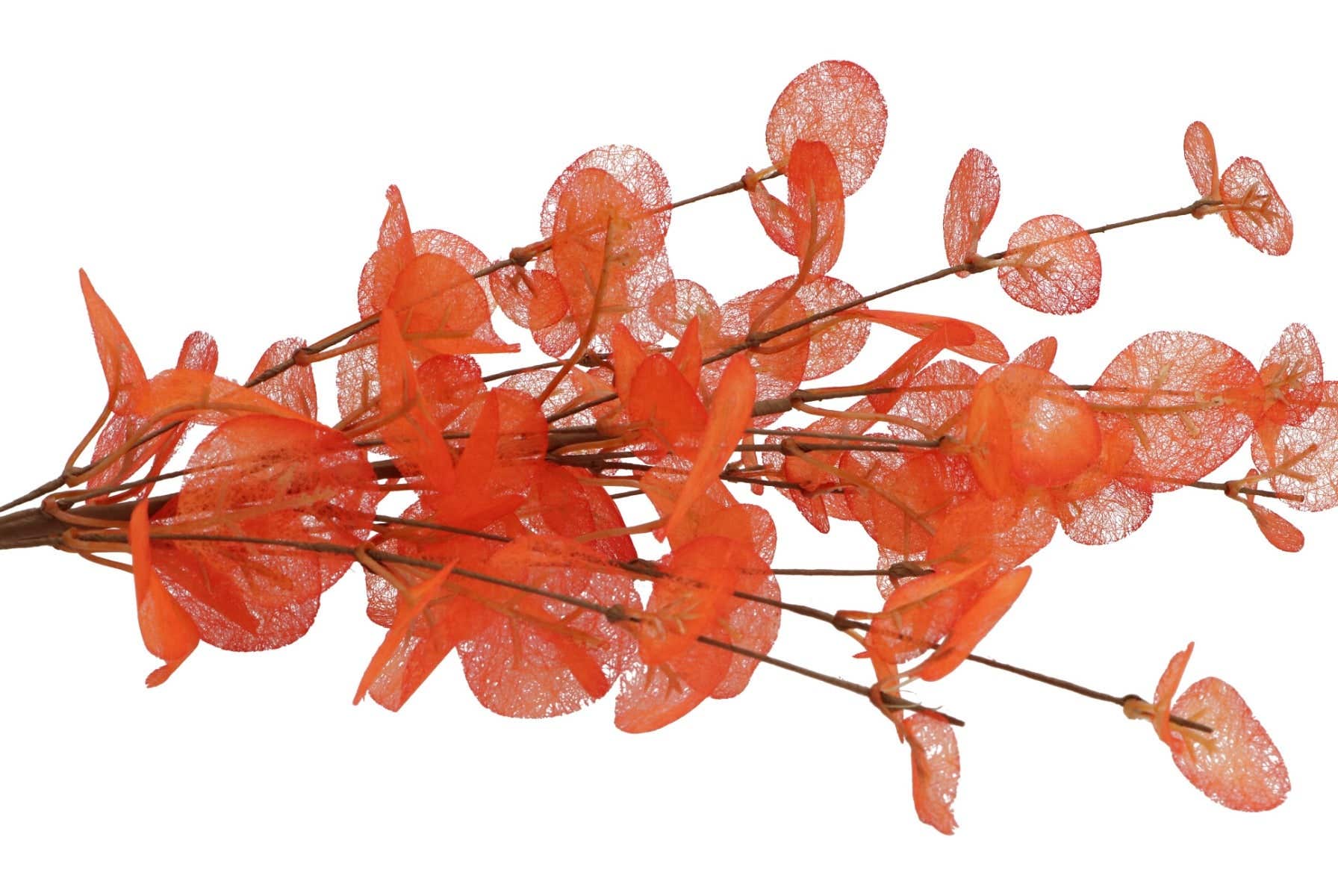 Kunsttak Silk Euca Cinerea Oranje 72cm