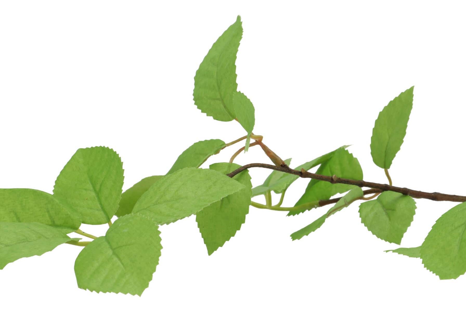 Kunstbloem zijde Leaf Elder Green 81 cm