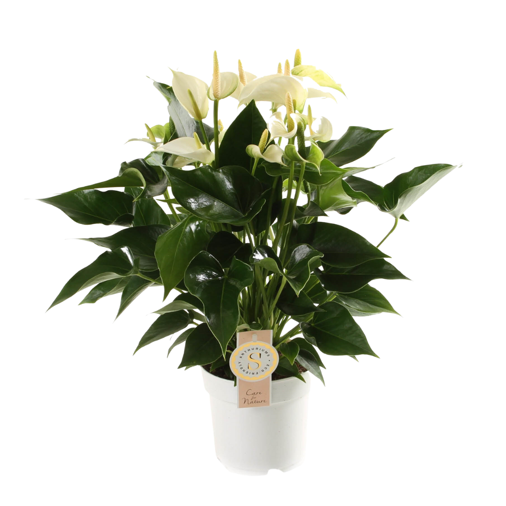 Flamingoplant (Anthurium White Champion) H 50 ø 14 cm