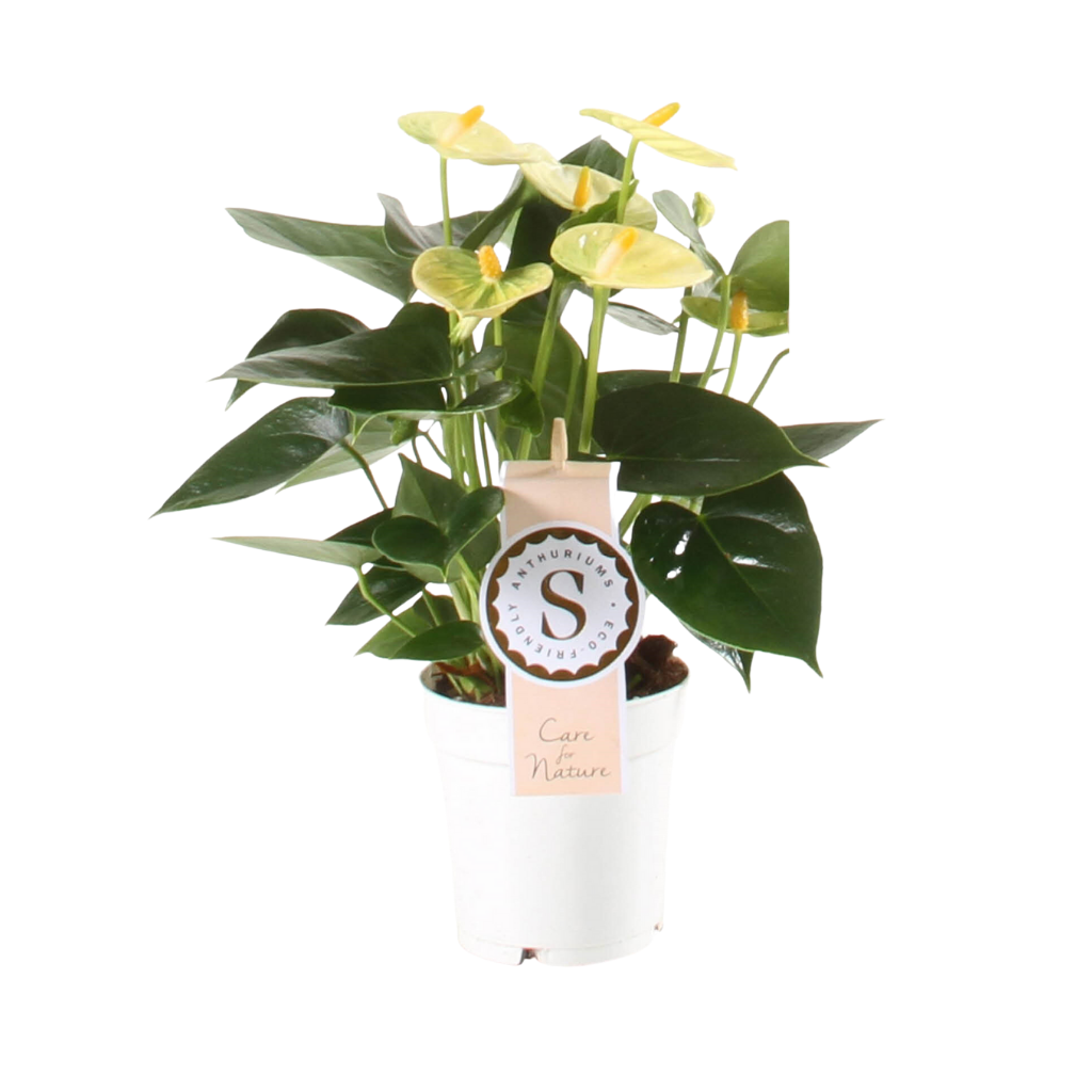 Flamingoplant (Anthurium Yellow Champion) H 30 ø 9 cm