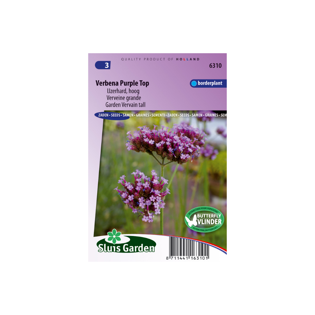 Verbena bonariensis Purple Top