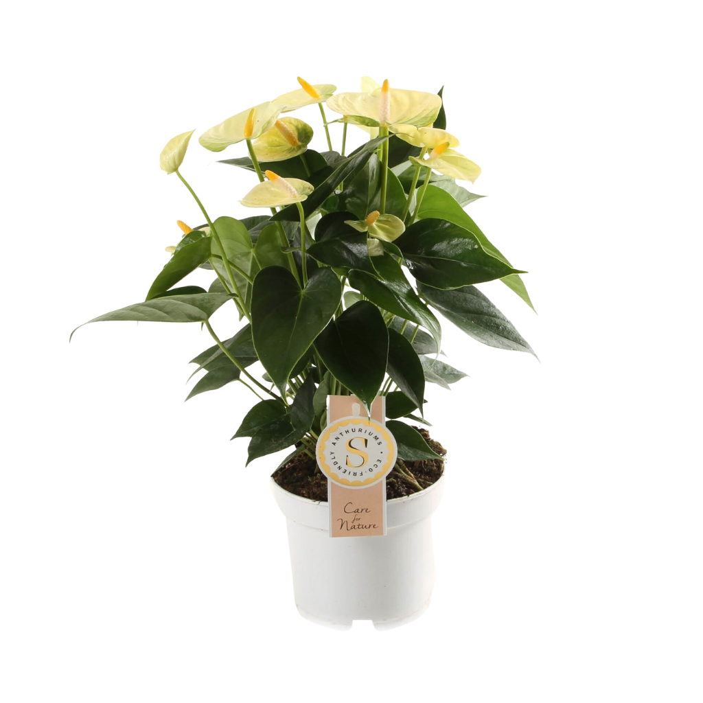 Flamingoplant (Anthurium Yellow Champion) H 40 ø 12 cm