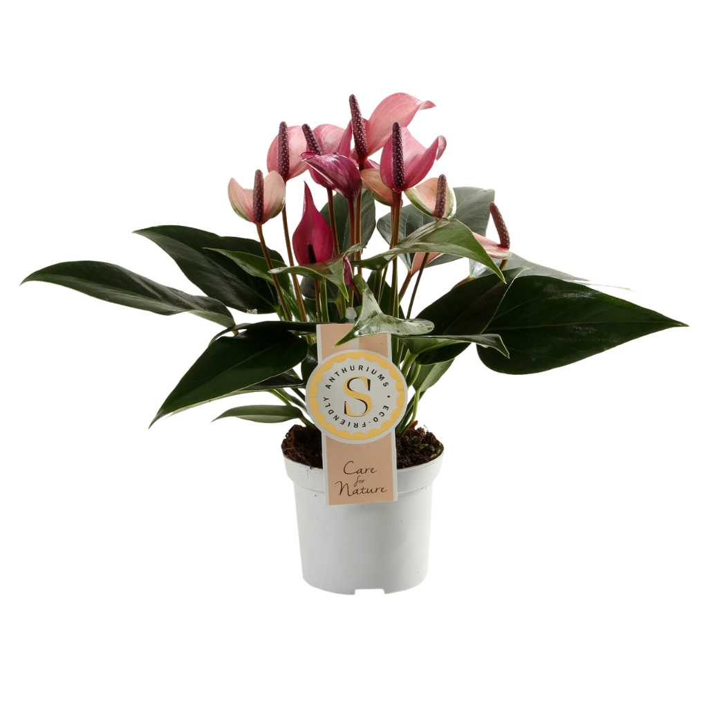 Flamingoplant (Anthurium Zizou) H 30 ø 9 cm