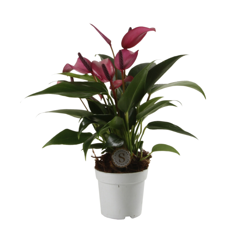 Flamingoplant (Anthurium Zizou) H 25 ø 7 cm