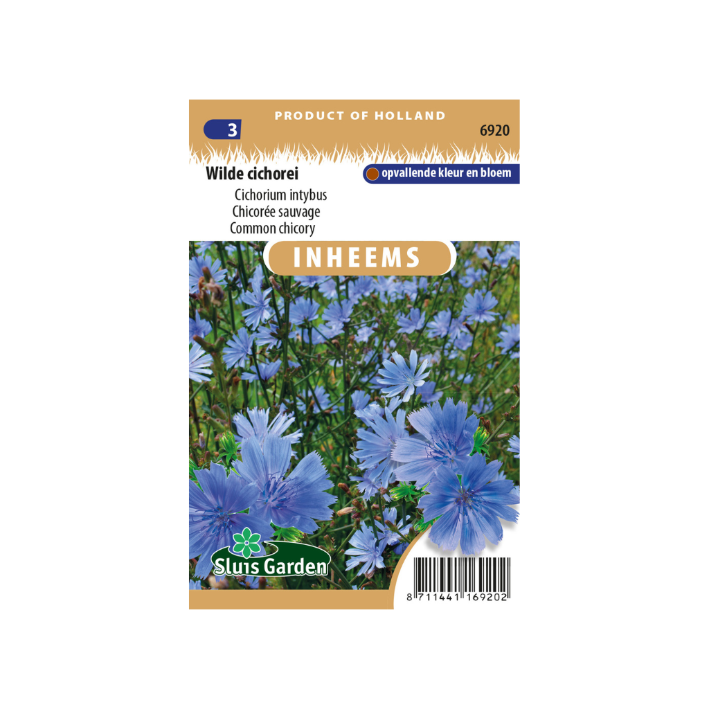 Cichorium intybus Wilde cichorei