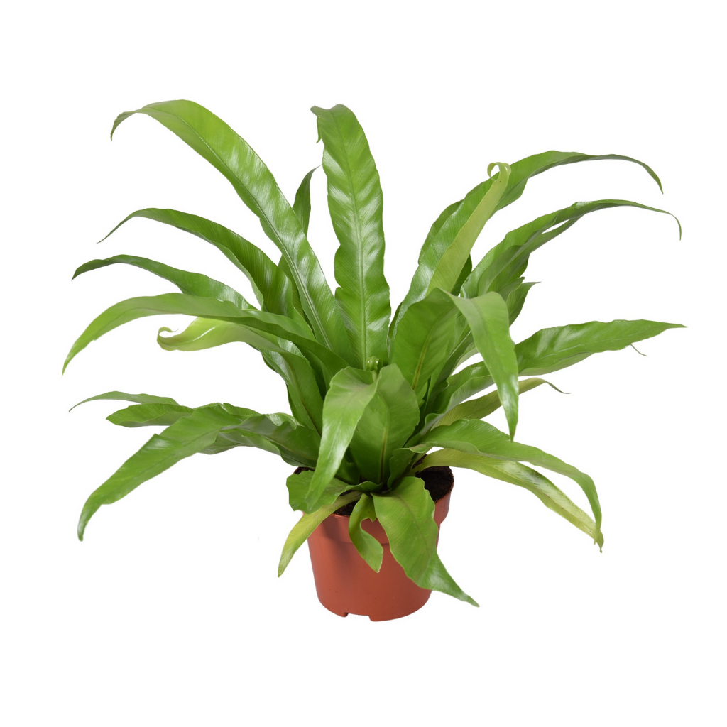 Nestvaren (Asplenium Antiquum) H 26 ø 12 cm