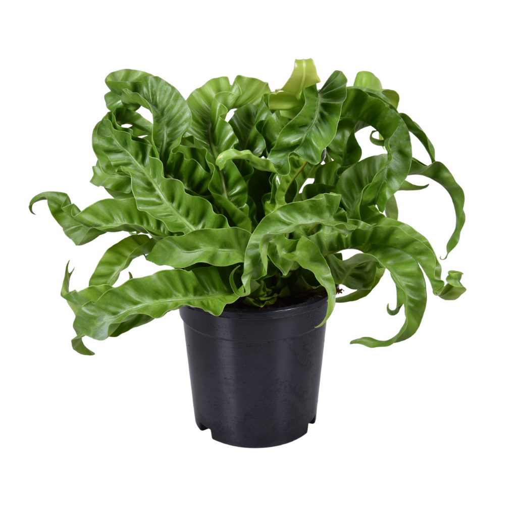 Nestvaren (Asplenium Hurricane) H 40 ø 17 cm
