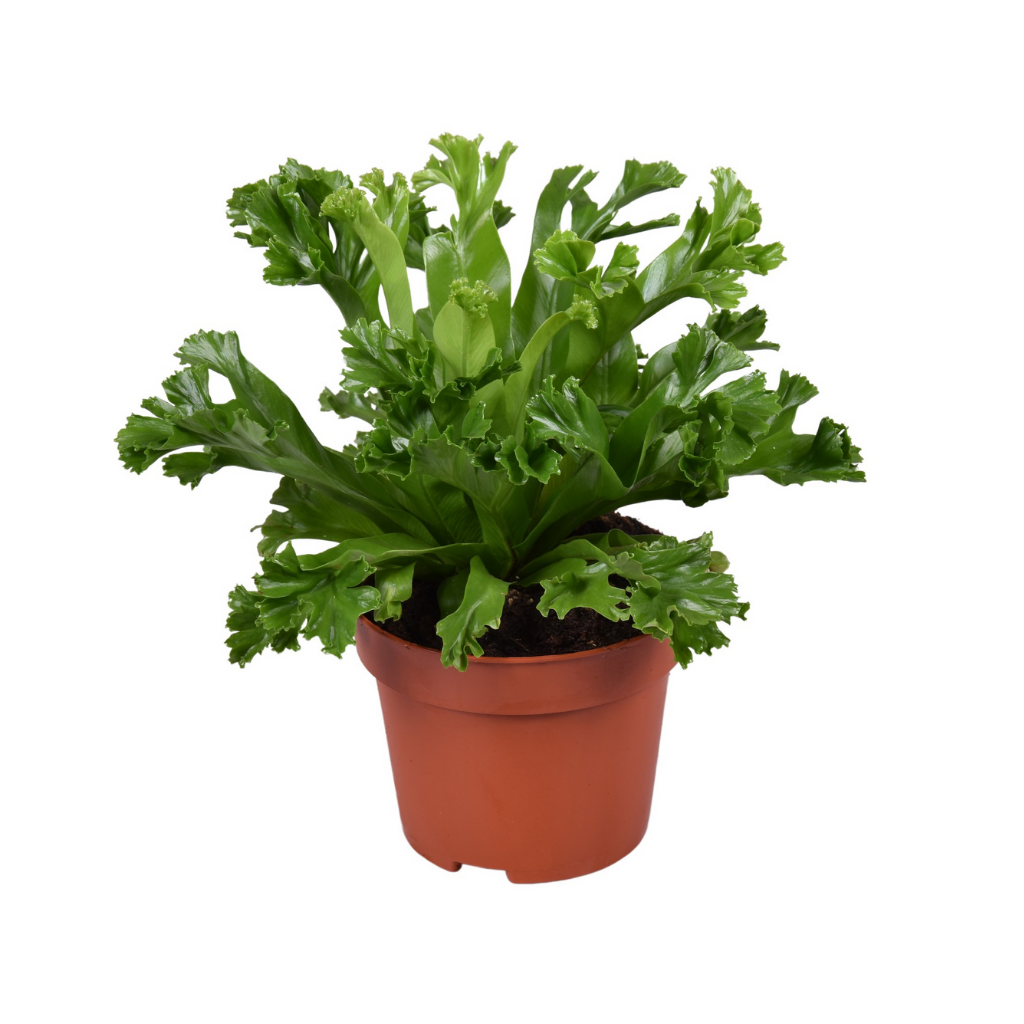 Nestvaren (Asplenium Lesly) H 20 ø 12 cm