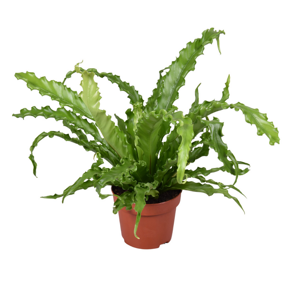 Nestvaren (Asplenium Osaka) H 26 ø 12 cm