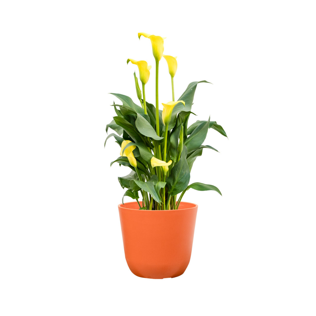 TS Collection Pot Palermo Oranje 12 x 13 cm