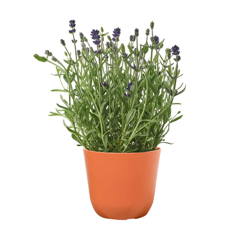 TS Collection Pot Palermo Oranje 15 x 17 cm