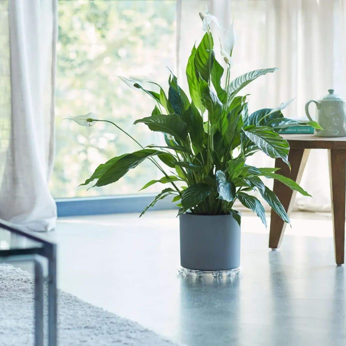 Elho Floorprotector Rond Transparant 25 x 2 cm