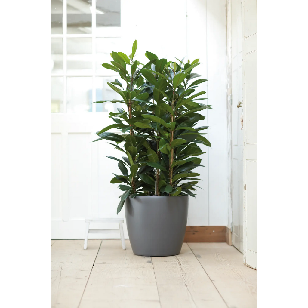 Elho Brussels Rond Wielen 35cm Antraciet