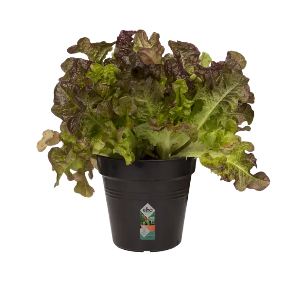 Elho Green Basics kweekpot zwart 11 cm
