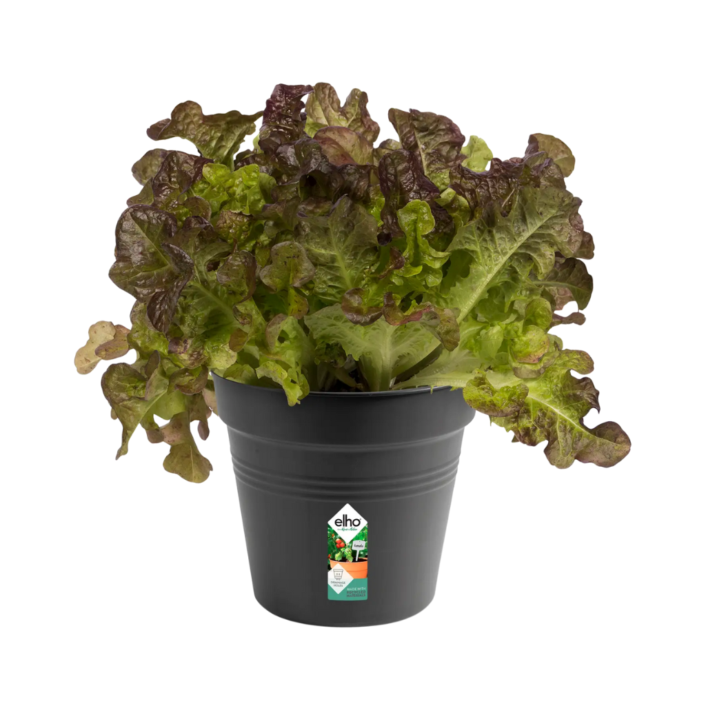 Elho Green Basics kweekpot zwart 15 cm