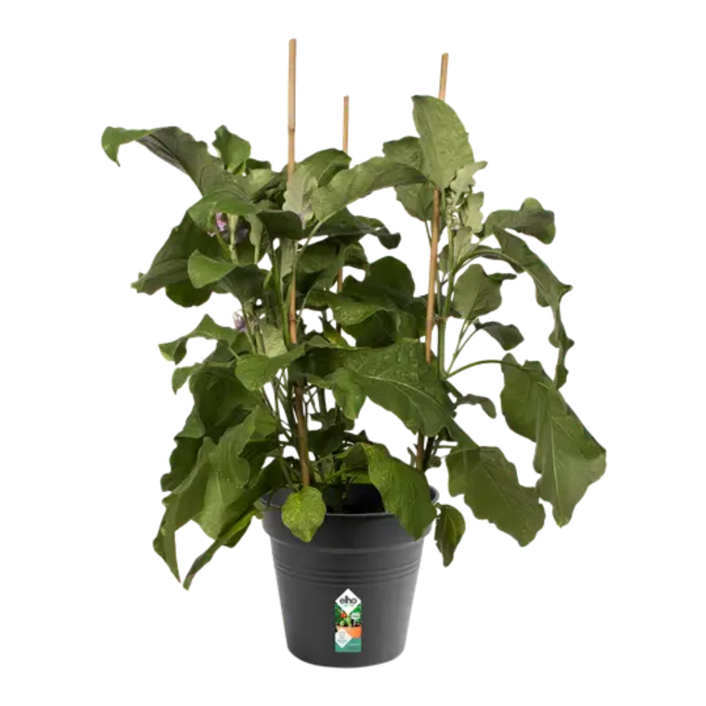 Elho Green Basics kweekpot zwart 21 cm
