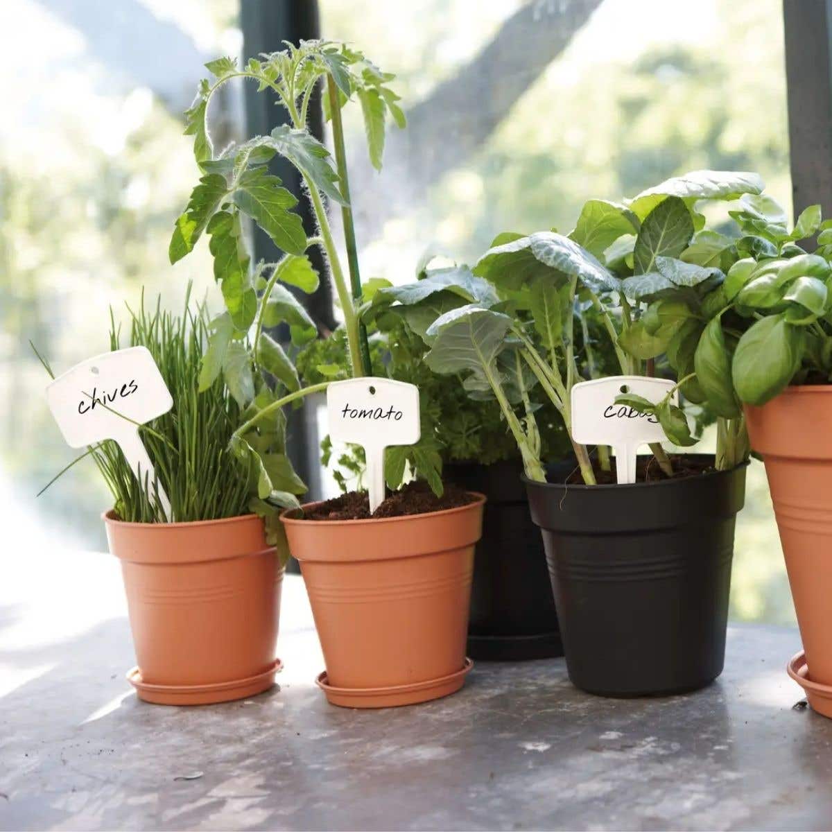 Elho Plantenschotel Green Basics Living Black 10 x 2 cm