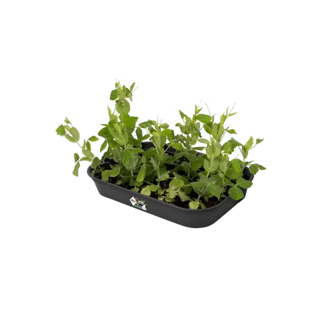 Elho Green Basics Kweektray M Living Black