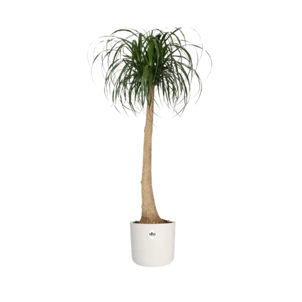 Elho B.For Soft Rond 22cm Wit