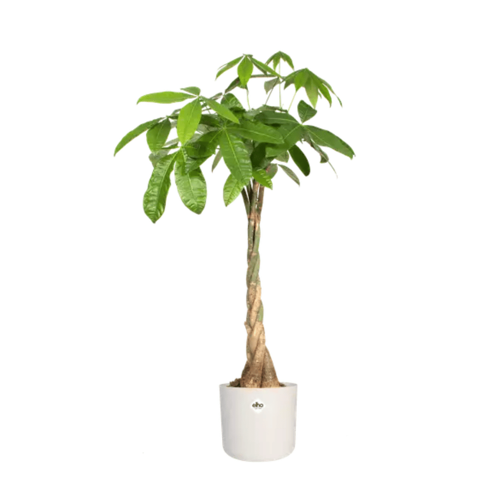 Elho B.For Soft Rond 22cm Wit