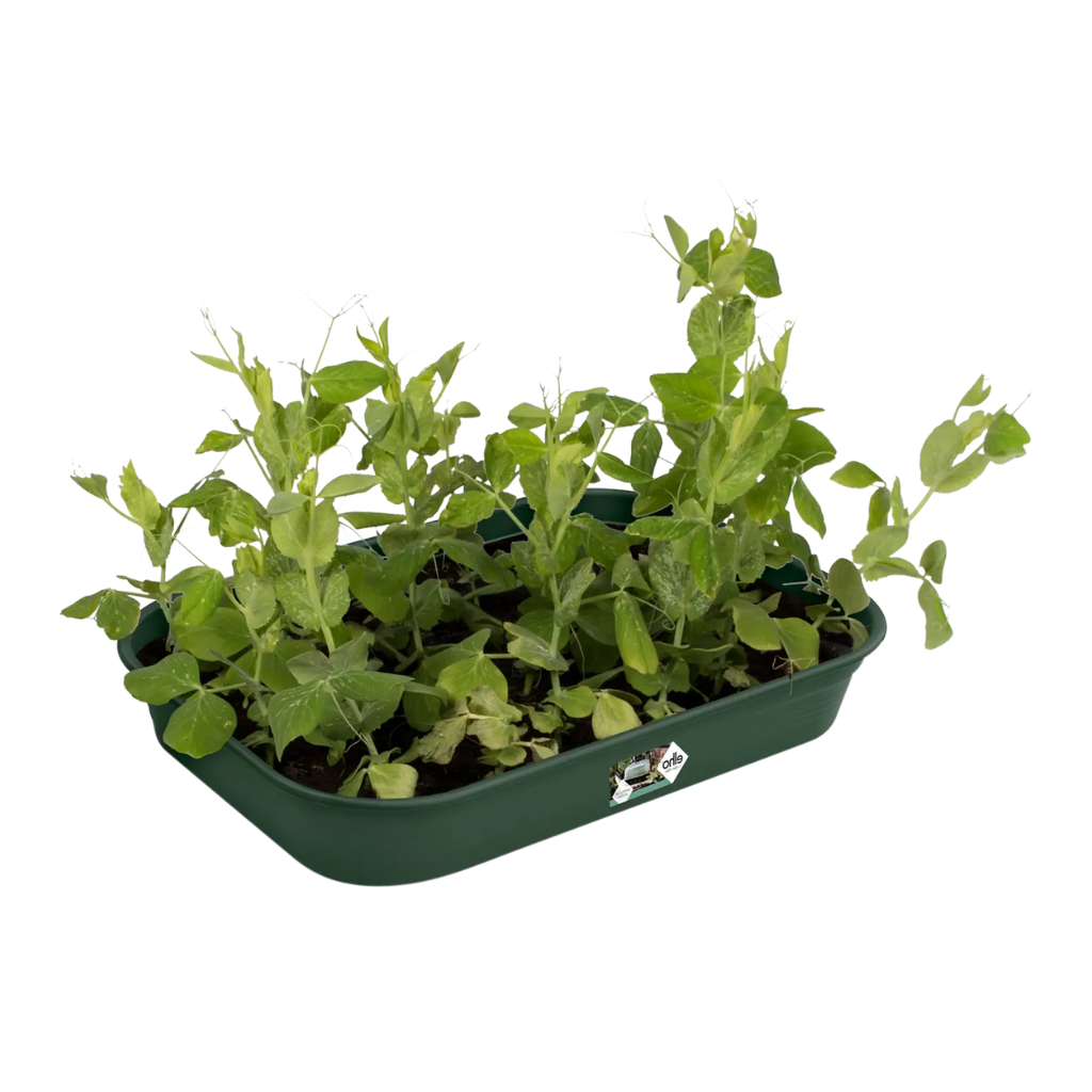 Elho Green Basics kweektray M groen